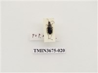 藏品(步行蟲(1))的圖片